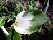 Zantedeschia elliottiana Green Goddess